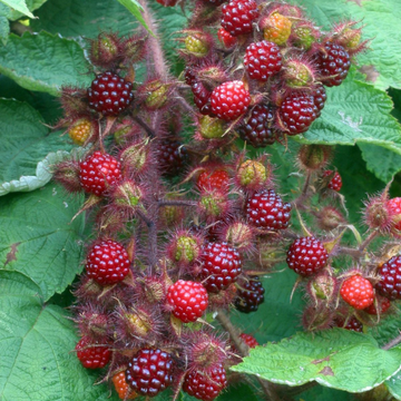 Rubus Phoenicolasius
