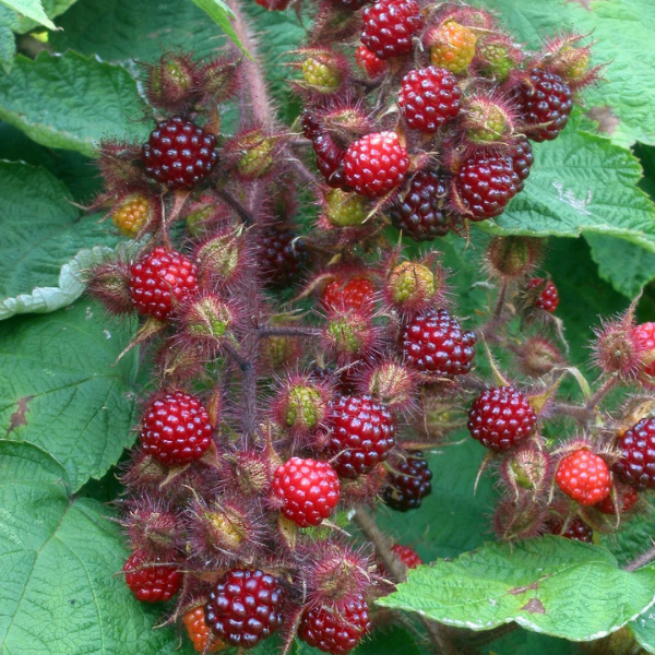 Rubus Phoenicolasius