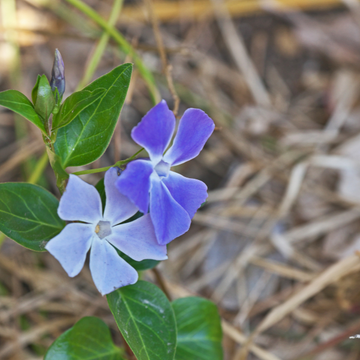 Grande Pervenche - Vinca major