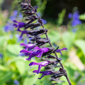Sauge 'Amistad' - Salvia x 'Amistad'