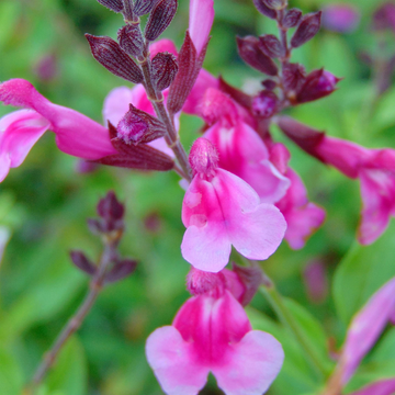 Sauge de Gregg 'Icing sugar' - Salvia greggii 'Icing sugar'