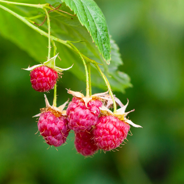Framboisier Willamette - Rubus idaeus Willamette