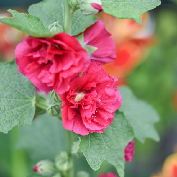 Rose trémière 'Pleniflora - rouge' - Alcea rosea 'Pleniflora - rouge'