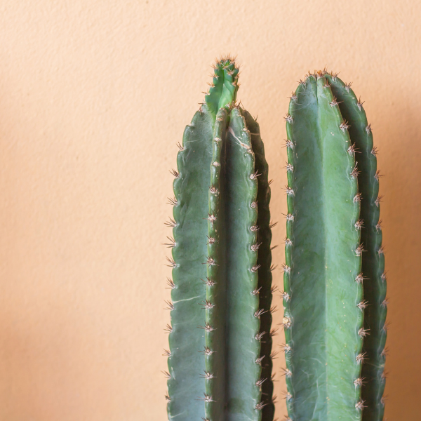 Cactus - Ritterocereus Pruinosus