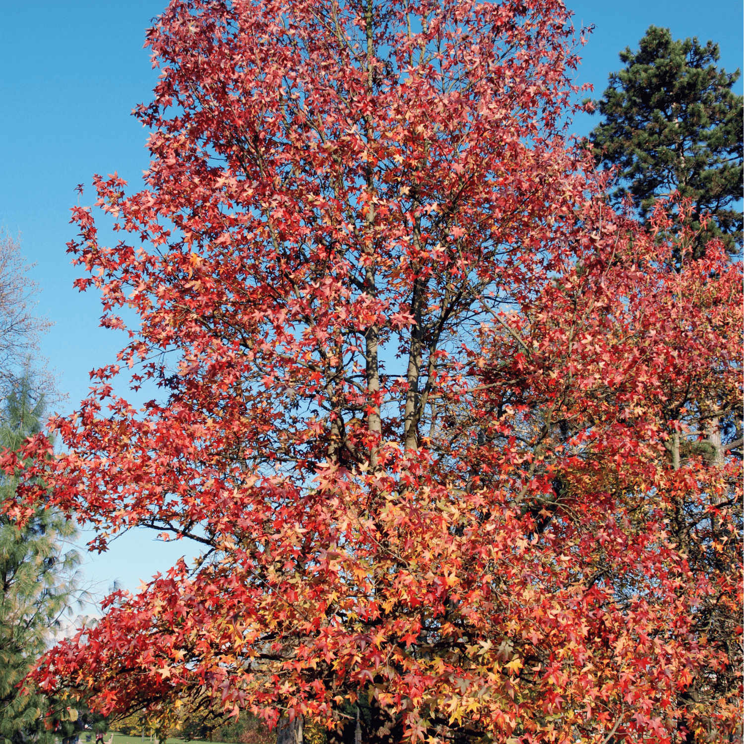 Copalme d'Amérique - Liquidambar styraciflua - FLEURANDIE