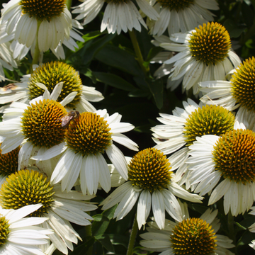 Rudbeckia pourpre 'Pow Wow Blanc ' Echinacea purpurea 'Pow Wow White '