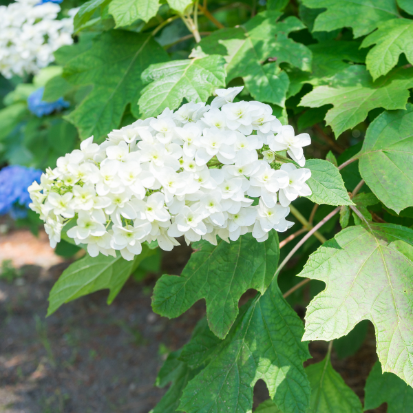 Hortensia à feuilles de chêne 'Alice' - Hydrangea quercifolia 'Alice'