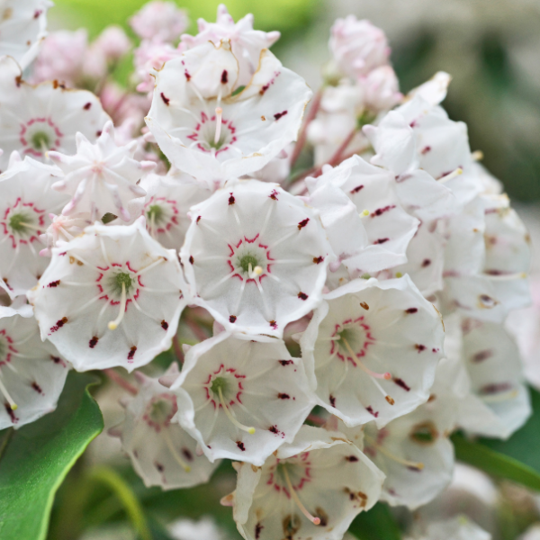 Kalmia Latifolia