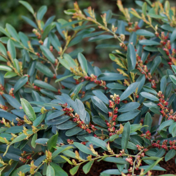 Distylium 'Blue Cascade' - Distylium 'Blue Cascade'