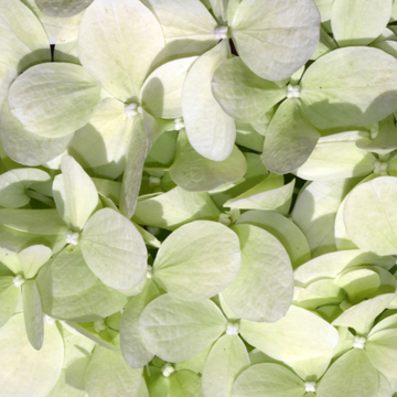 Hortensia paniculé 'Candle Light'  - Hydrangea paniculata 'Candle Light'
