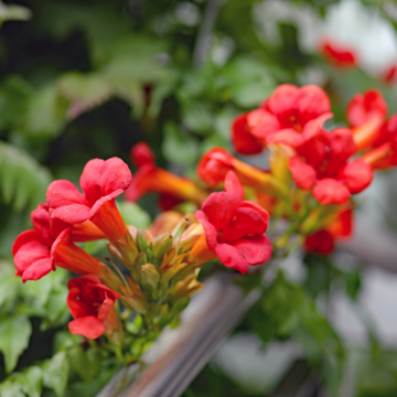 Bignone, Trompette de Virginie 'Stomboli' - Campsis Radicans 'Stomboli'