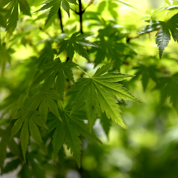 Érable du Japon 'Going Green' - Acer palmatum 'Going Green'