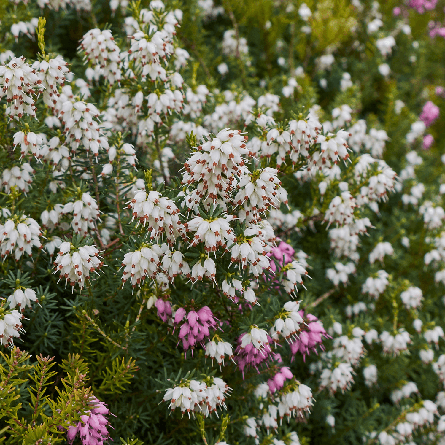 Bruyère des neiges 'White Perfection' - Erica darleyensis 'White Perfection' - FLEURANDIE