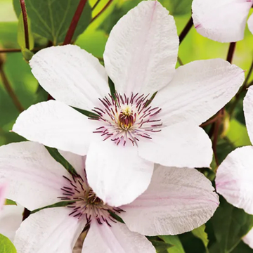 Clématite 'Jean Paul II' - Clematis 'Jean Paul II'