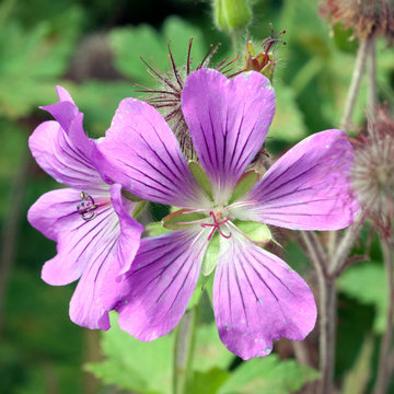 Geranium sirak - Geranium 'Sirak'