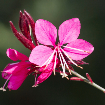 Gaura lindheimeri Siskiyou Rouge Nana - Gaura lindheimeri Siskiyou Rubra Nana