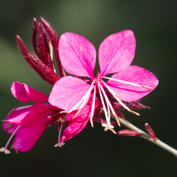 Gaura lindheimeri Siskiyou Rouge Nana - Gaura lindheimeri Siskiyou Rubra Nana