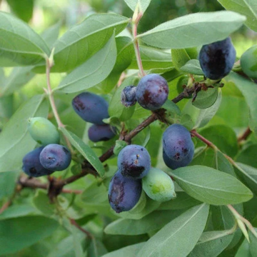 Lonicera k. Altaj