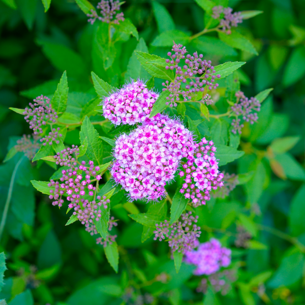 SPIREA japonica Goldflame