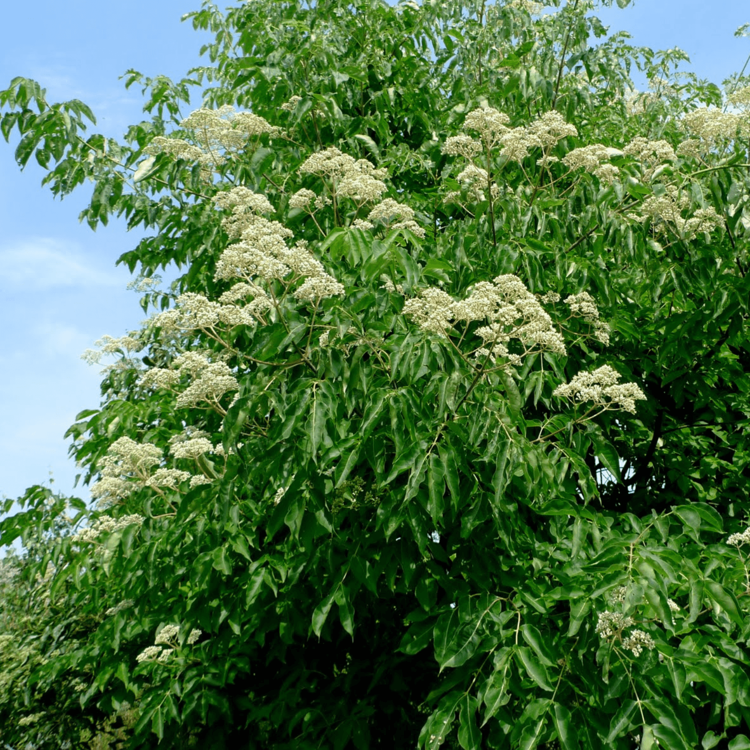 Arbre à miel - Tetradium daniellii - FLEURANDIE