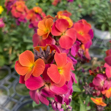 Giroflée, Vélar 'Winter Orchid' - Erysimum 'Winter Orchid'