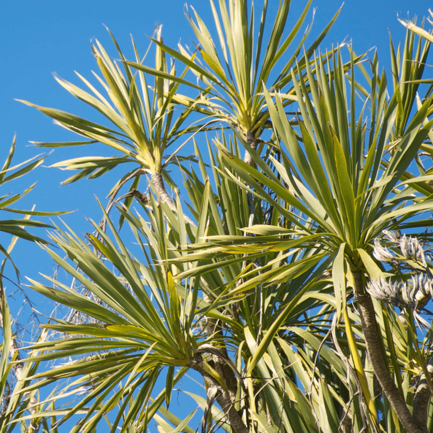 Cordyline australe - Cordyline australis - FLEURANDIE