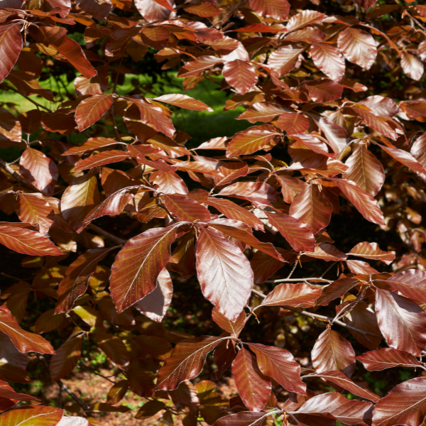 Fagus sylvatica 'Dawyck Purple' - Fagus sylvatica 'Dawyck Purple'