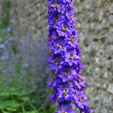 Pied d'alouette géant en mélange - Delphinium hybride giant pacific 'Mixture'
