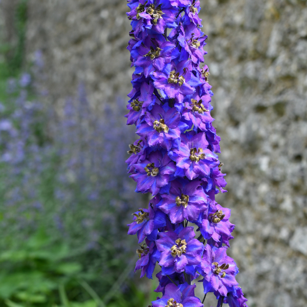 Pied d'alouette géant en mélange - Delphinium hybride giant pacific 'Mixture'
