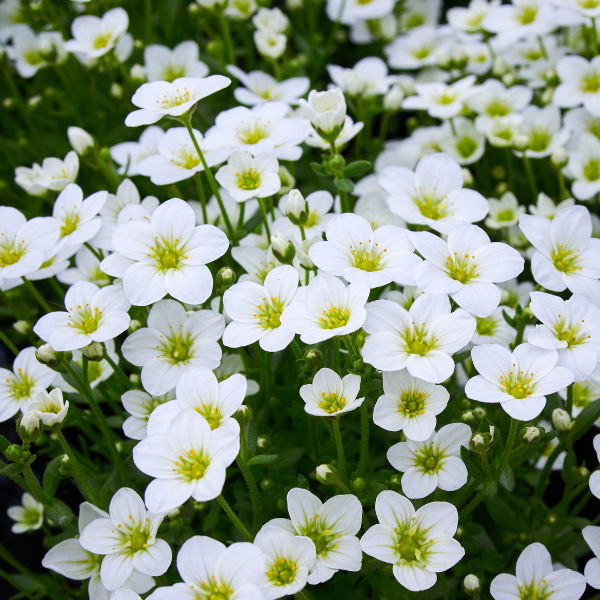 Saxifrage Arendsii Touran Blanc - Saxifraga Arendsii Touran White