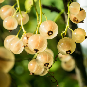Groseiller 'Werdavia' - Ribes Rubrum 'Werdavia'