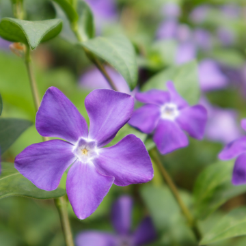 Vinca Minor Hawaii