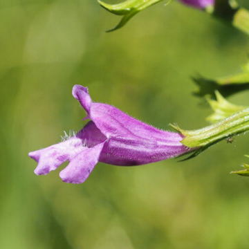 Calament à Grandes Fleurs - Calamintha grandiflora