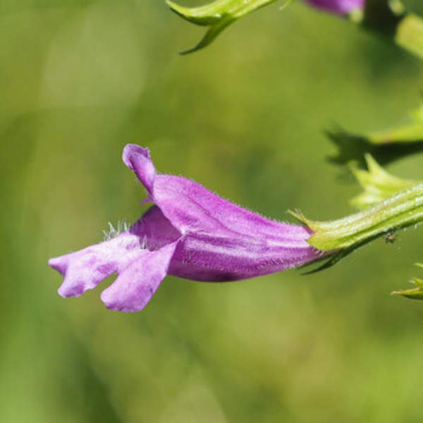 Calament à Grandes Fleurs - Calamintha grandiflora