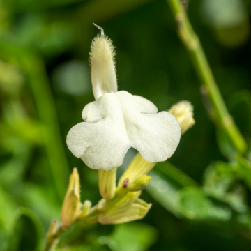 Sauge blanche - Salvia greggii alba