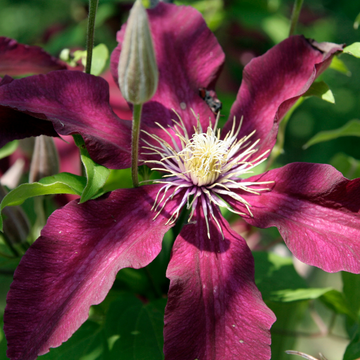 Clematis Niobe