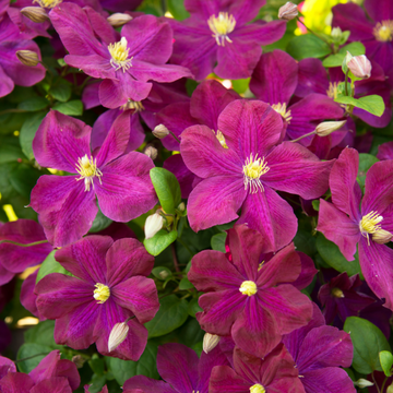 Clématite Grandes Fleurs