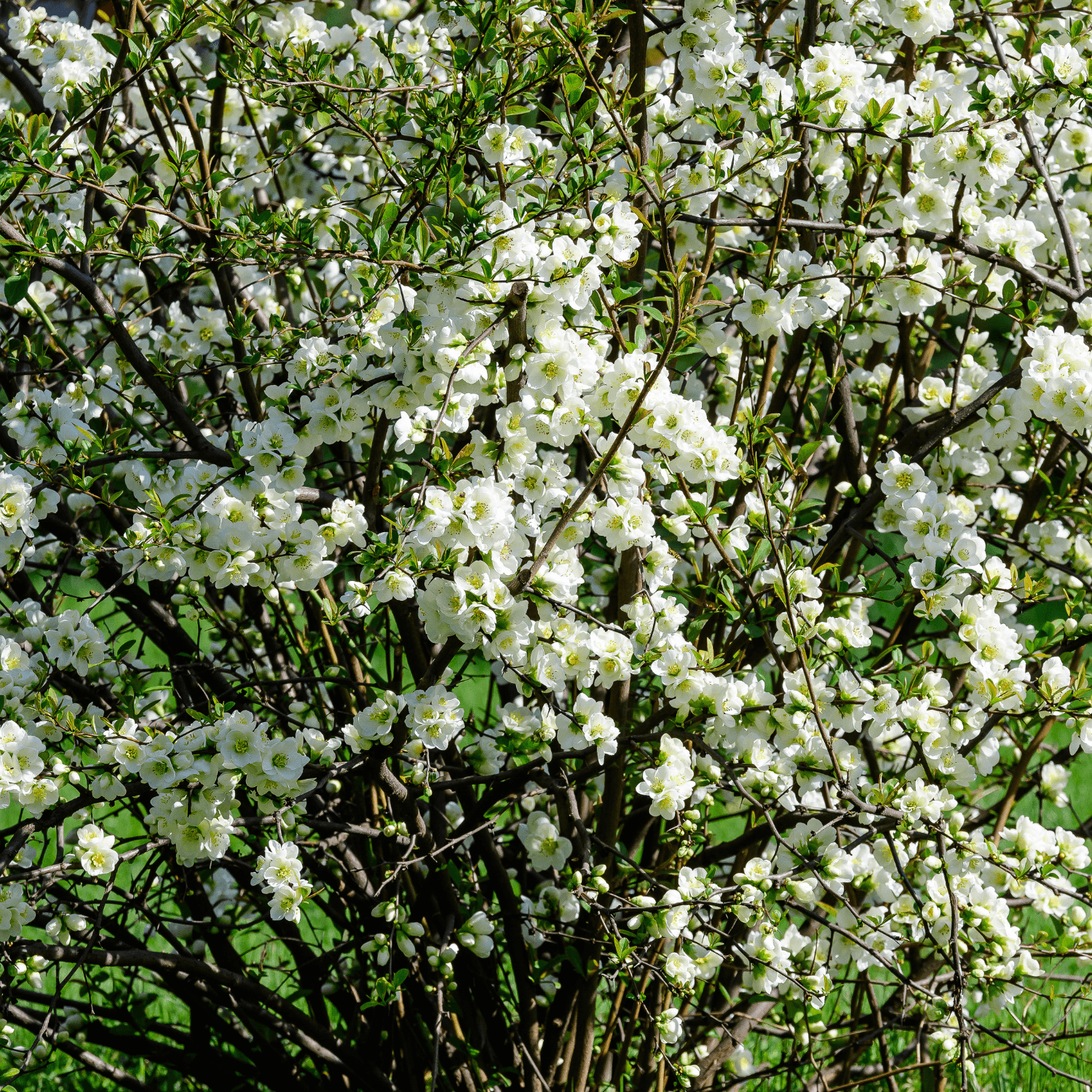 Cognassier du Japon - Speciosa Nivalis - FLEURANDIE