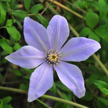 Clematis Scented Clem (Sugar Sweet)