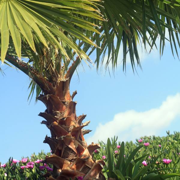 Palmier du Mexique - Washingtonia Robusta