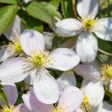 Clématite des montagnes 'Rubens' - Clematis montana 'Rubens'