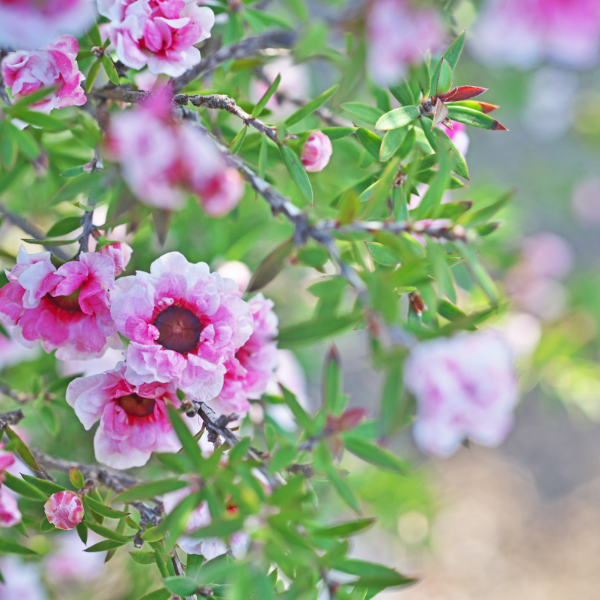 Leptospernum Scoparium Rose