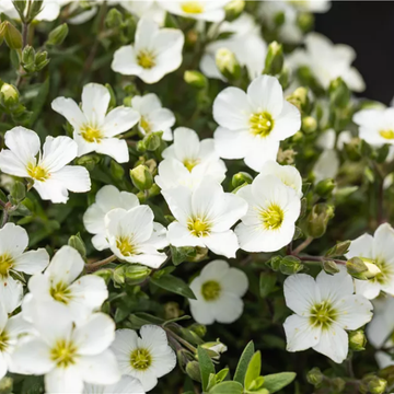 Sagine Blanche - Montana 'Blizzard'