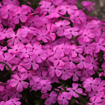 Phlox rampant rose - Phlox subulata spring hot pink