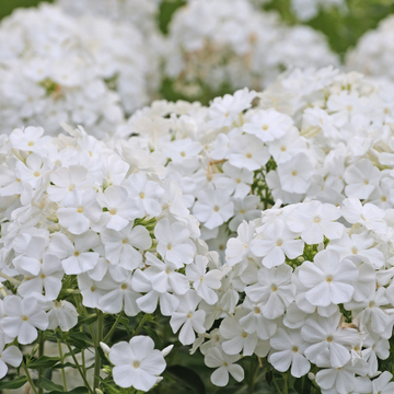 Phlox rampant 'Spring White' - Phlox subulata 'Spring White'