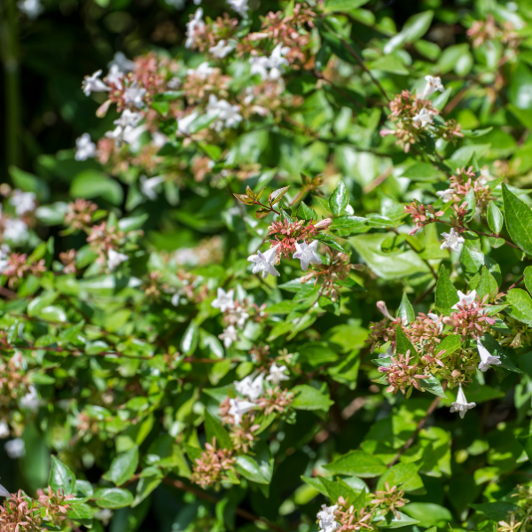 Abelia Grandiflora Steredenn Levabes