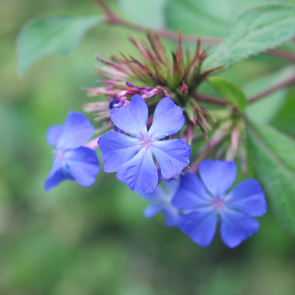 Plumbago rampant - Ceratostigma plumbaginoides