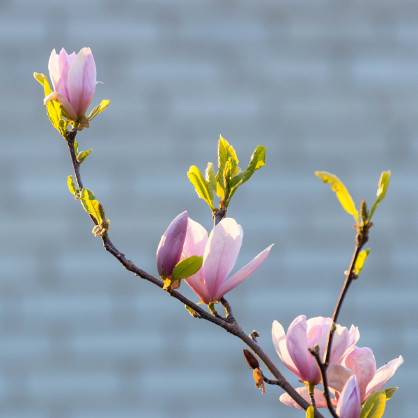 Magnolia 'Fairy Blush'® Michelia - Magnolia 'Fairy Blush® Michelia'