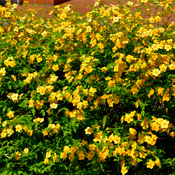 Corête du Japon 'Golden Guinea' - KerriaJjaponica 'Golden Guinea'