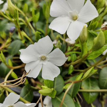 Vinca minor Alba - Petite pervenche